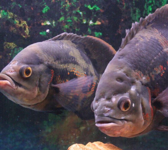 Beautiful Pair of fish
