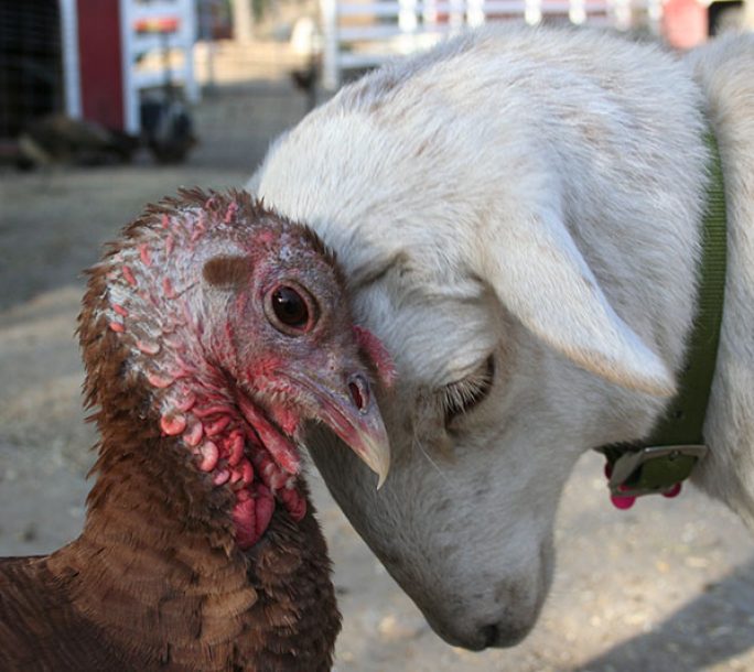 Photo: The Gentle Barn